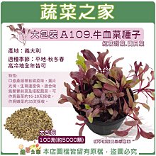 【蔬菜之家滿額免運】大包裝A109.牛血菜種子100克(約5000顆)紅葉甜菜.寶貝菜.牛血菜,蔬菜種子※不適用郵寄