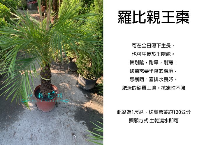 心栽花坊-羅比親王海棗/羅比親王椰子/1尺盆/綠化植物/室內植物/觀葉植物/售價1500特價1300