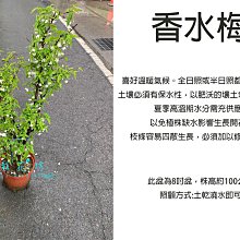 心栽花坊-香水梅/水梅花/水茉莉/8吋盆/觀花植物/綠籬植物/綠化植物/售價400特價380