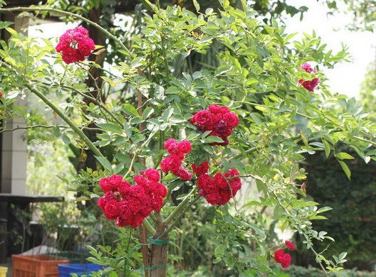 荷花薔薇~樹玫瑰砧木~一種極珍貴的野薔薇~六吋盆植栽~悠遊山城(創始店