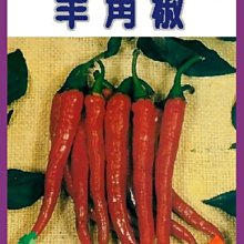 【野菜部屋~】M02辣椒(羊角椒)種子0.55公克 ,色艷味辣 ,每包15元~