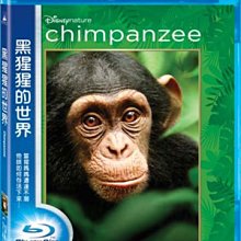 合友唱片 面交 自取 黑猩猩的世界 藍光 Chimpanzee BD