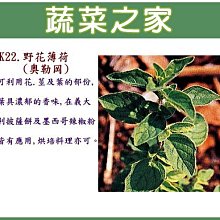 【蔬菜之家滿額免運】K22.野花薄荷(奧勒岡)種子300顆(可利用花.莖及葉的部份,葉具濃郁的香味.香草種子)