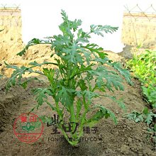 【野菜部屋~中包裝】C03 富士切葉茼蒿種子95公克 , 側枝伸長好 , 可連續採收~