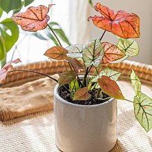 花盆 盆栽 水泥盆 花器 大花盆 水泥花盆陶瓷花盆大號現代簡約白色圓形客廳綠植盆器裝飾擺件落地花瓶