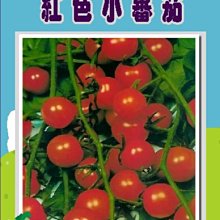 【野菜部屋~】L03 日本甜心小蕃茄種子0.07公克 , 屬小型果 , 每包15元~