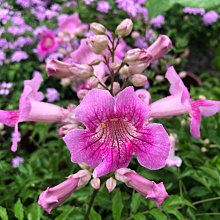 花花世界_藤蔓植物-*紫雲藤*-紫雲花/5-6吋盆/高20-30 cm/MA