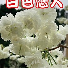 花花世界-落葉喬木-櫻花**白色戀人櫻**4吋盆/高25-40cm/最浪漫觀花植物/MA