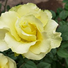 元茂園藝 各式玫瑰花 先來先選 足一到兩年樹齡 每日來客眾多，品種以現場為主 不寄送