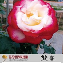 花花世界_玫瑰苗--雙喜，Double Delight--強健強香/3.5吋盆/高10~30公分/MA