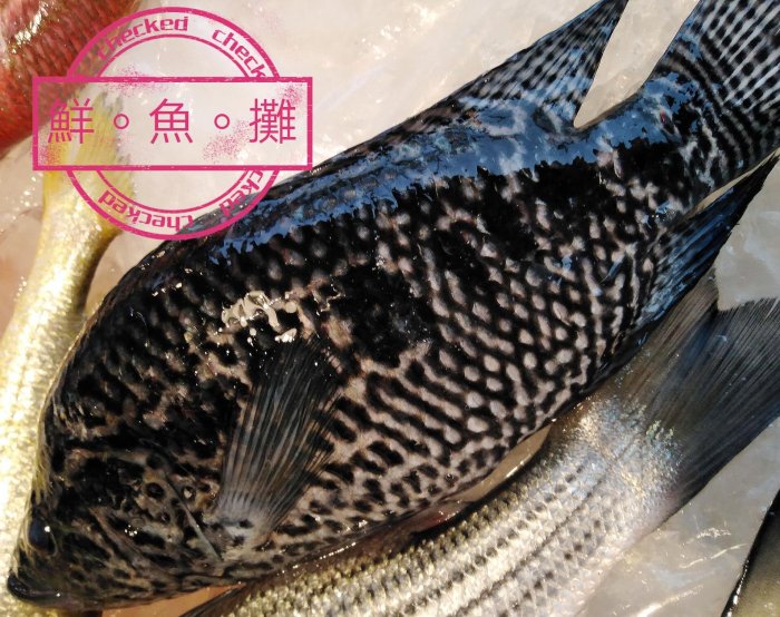 珍珠石班魚400g$100元