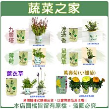 【蔬菜之家滿額免運004-E00-1】iPlant易開罐花卉系列任選2個.每個優惠價85元※此商品不適用郵寄掛號