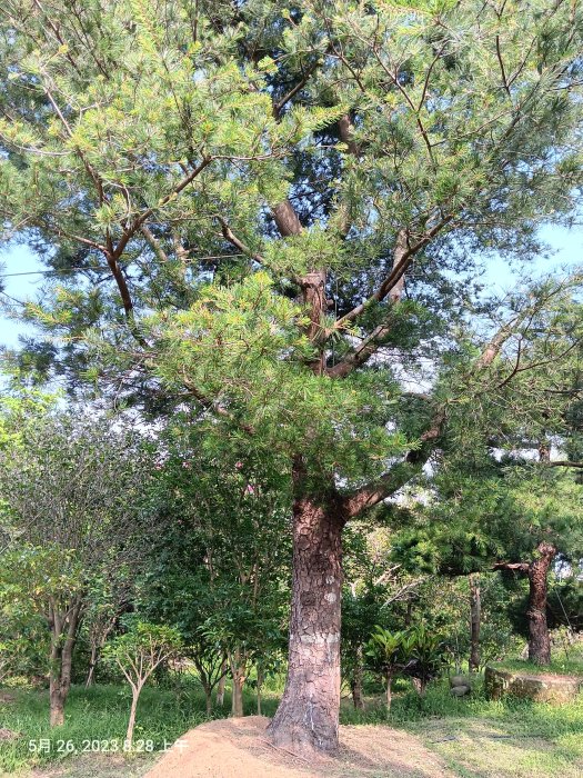 【竹林農莊】老松樹 ... 尺半面  短針 五葉松