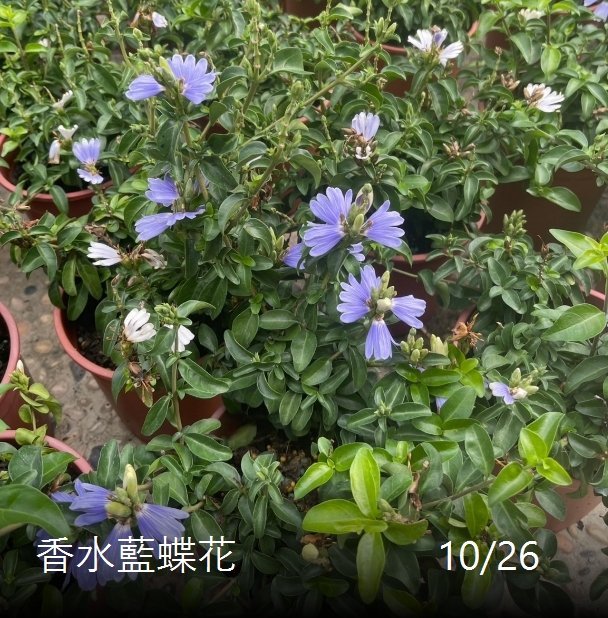 花花世界-季節花卉*香水藍蝶花*5-6吋盆/ 高15-25cm/超級香喔/MA