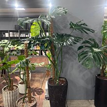 芯晨花園桃園三民店/龜背芋老樹/特優型/大尺寸/高品質觀葉植物及開幕送禮盆栽專賣，本商品宅配限北部地區/每單位一盆