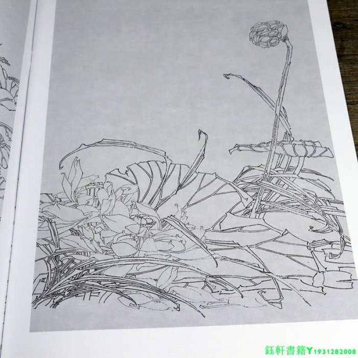 唯美白描精選荷花（二）中國畫白描工筆畫譜作品集荷花繪怎樣畫寫意工筆荷花畫法快速入門荷花十二品