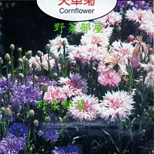 【野菜部屋~】Y13 矢車菊Cornflower~穗耕種苗~天星牌原包裝種子~每包17元~