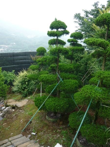 春花園藝行..龍柏..雲層龍柏..