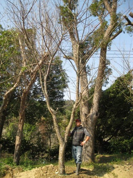 (青山園藝)吉野櫻.米俓約15cm.高度4~6米.原樹型無裁切.  真柏油杉桂花龍柏含笑
