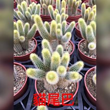 花花世界_多肉植物*貓尾巴仙人掌*/3吋盆/單株/高5cm/MA