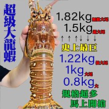 ㊣盅龐水產◇(即期品)巴西生凍龍蝦1.22KG◇重量1.22kg±10%/隻◇零$690/隻