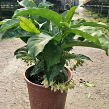花花世界_圍籬植物--火箭毬蘭，花形奇特--花冠黃白色/6吋/高約20-30cm/MA