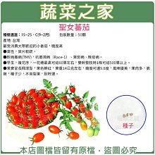 【蔬菜之家滿額免運00G86】大包裝.聖女蕃茄種子50顆(專業栽培聖女品種.農友種苗出產.非自採自收種子) ※不適用郵寄