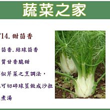 【蔬菜之家滿額免運00F14】大包裝.甜茴香種子40克(約8500顆)(甘茴香.結球茴香.肉質甘香脆甜)※不適用郵寄掛號