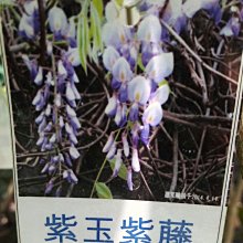 蔓性植物 紫玉紫藤  4.5吋盆 高度約100公分花花世界玫瑰園
