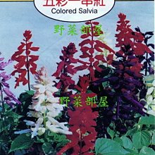 【野菜部屋~】Y66 五彩一串紅Colored Salvia~天星原包裝牌種子~每包17元~