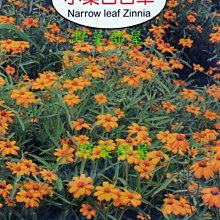 【野菜部屋~】Y78 小葉百日草Narrow leaf Zinnia~天星牌原包裝種子~每包17元~