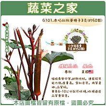 【蔬菜之家滿額免運】G101.赤焰紅秋葵種子3克(約50顆)(植株長勢中等，耐熱性好。連續結莢能力強，產量高。紫紅色莢)