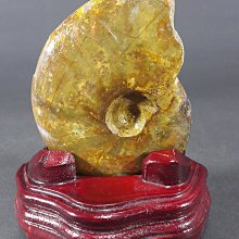 [銀九藝] 古生物 天然斑彩螺 鸚鵡螺化石 11x8.8x2.8cm 淨重~280g (e1)