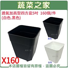 【蔬菜之家滿額免運】透氣加高型四方盆5吋160個/件(黑色.白色共2色可選)※此商品運費請選宅配貨運※