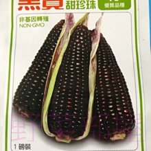 【野菜部屋~中包裝】N13 黑寶甜珍珠種子半磅 , 黑糯玉米 , 甜,軟,嫩 , 每包330元  ~