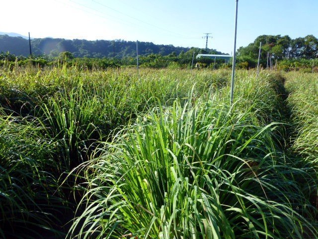 [瑞穗友善農園].檸檬香茅苗.裸根苗.每株5元.西印度香茅 ..現挖好種.香茅油.沐浴洗澡.120株