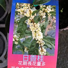 花花世界_綠籬植物*日香桂桂花 *5吋盆/高15-35cm/MA