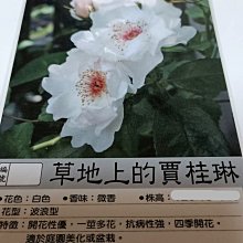 花花世界_玫瑰苗--草地上的賈桂琳--白色中輪蔓性/3.5吋黑軟盆/高10-20cm/MA