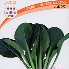 【野菜部屋~】E61 甲子園小松菜種子1.72公克 , 耐高溫 ,日本銀牌品種 ,每包15元~