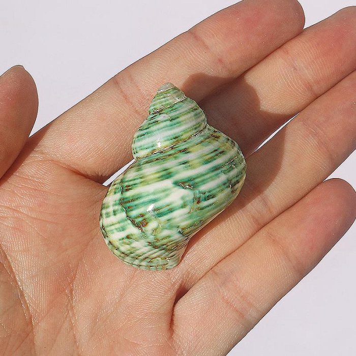 綠螺天然海螺貝殼寄居蟹備用殼替換專用殼小青螺魚缸水族造景裝飾