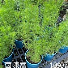 花花世界_香草植物*茵陳蒿*5吋盆/ 高15-20cm/ 驅蚊用MA