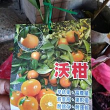 ╭☆東霖園藝☆╮新品種水果苗(沃柑)產量佳.