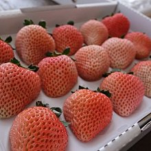 草莓苗  水蜜桃草莓 白草莓 粉紅草莓 桃薰草莓 初戀小雪 日本品種