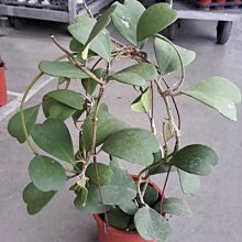 多肉植物 ** 心型毬蘭 ** 7吋盆/高25-40cm 療癒心之蔓葉片特別【花花世界玫瑰園】R