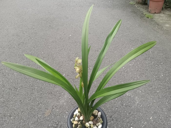 芳草園－四季蘭「新品荷瓣花」