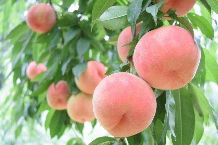 白鳳水蜜桃稱為“桃中貴族”。嫁接苗，白鳳桃、滿5棵免運費、買5棵寄6棵