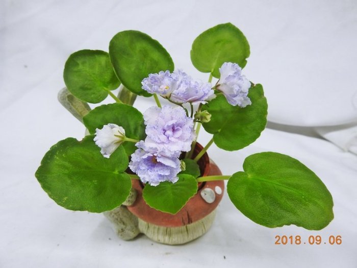 堤緣花語陶-淨化室內空氣植物-非洲紫羅蘭'Tiyuan's Purple Romantic' 紫色浪漫 [台灣育種]