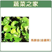 【蔬菜之家滿額免運】M08.馬蹄金(金錢草)種子500顆(莖細長.植株低矮.高僅3-5公分左右.葉片成橢圓或腎形)