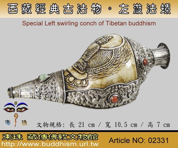 【東珠文物】西藏宗教經典古法物。特殊稀有左漩法螺老法器。02331