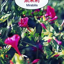 【野菜部屋~】Y57 紫茉莉Mirabilis~天星牌原包裝種子~每包17元~